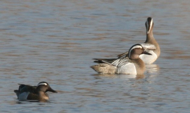 garganey