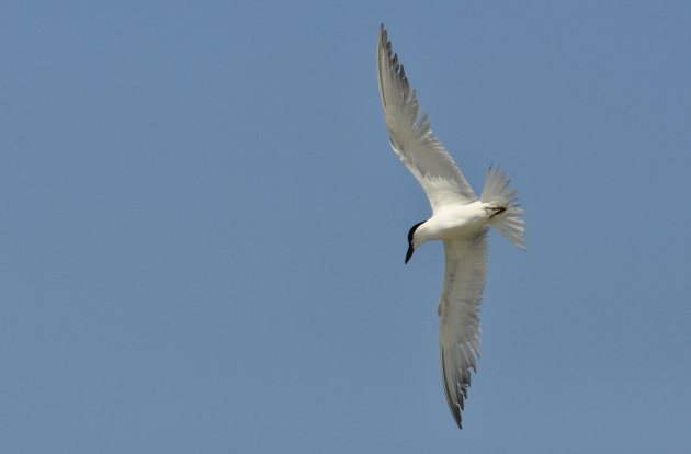 Gull-billed Tern