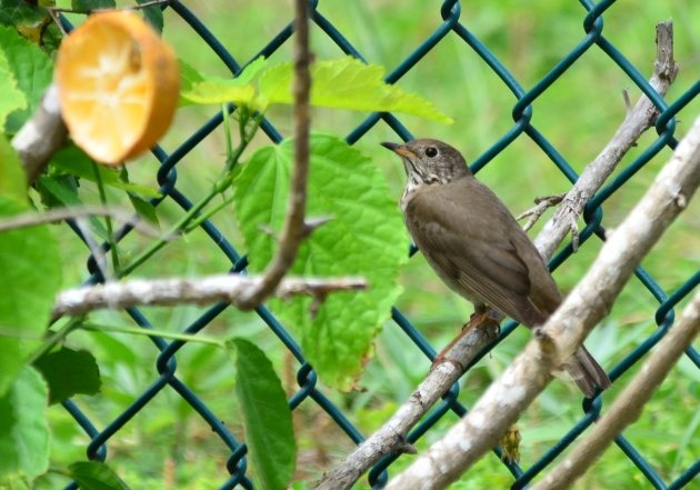 Gray-cheeked Thrush