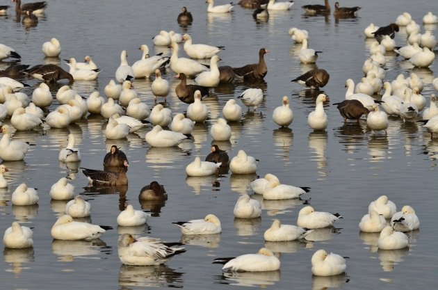 Snow, Ross's and Greater White-fronted Geese