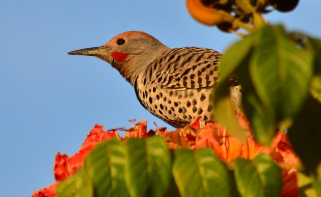 Gilded Flicker