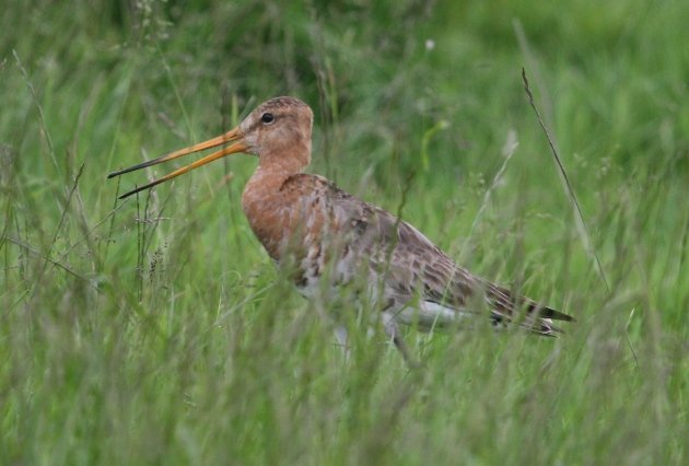 godwit 1