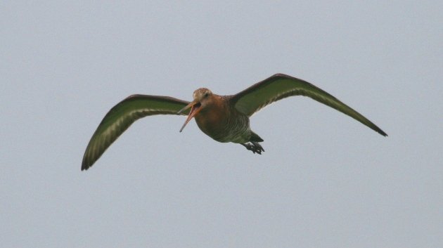 godwit 2