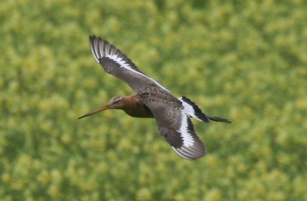 godwit 4