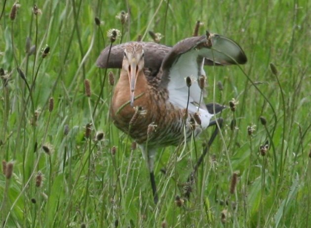 godwit 5