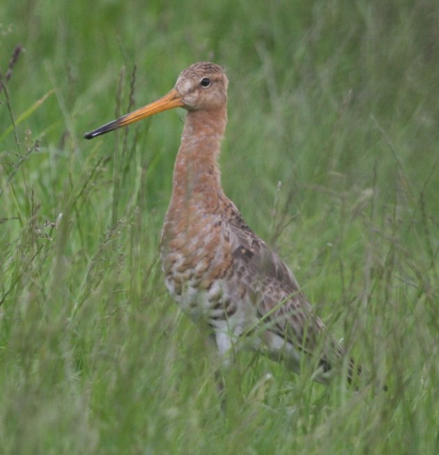 godwit 6