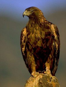 golden_eagle_lg