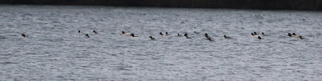 goosander