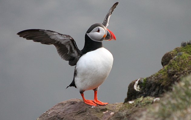 gorgeous puffin
