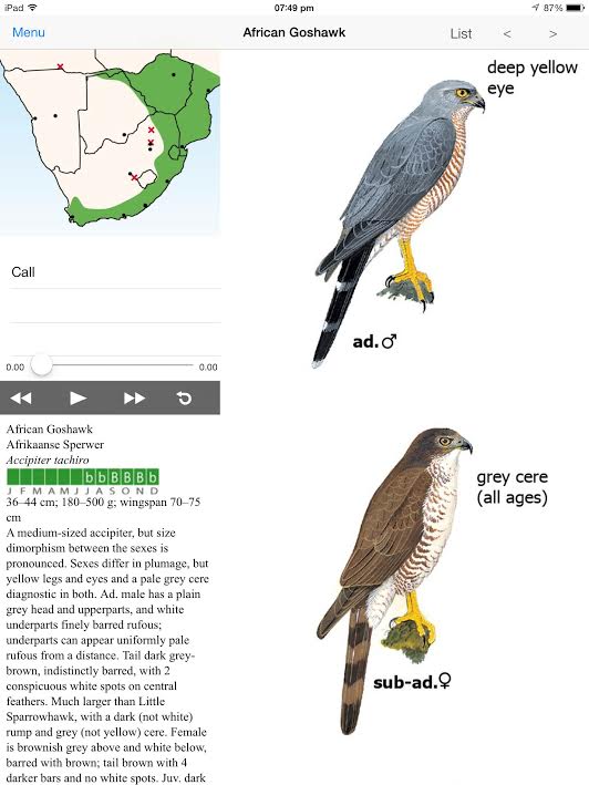 goshawk