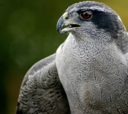 Northern Goshawk