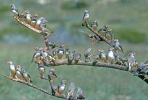 graemeS.chapman zebrafinch