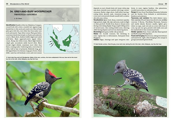 Gray-and-buff Woodpecker