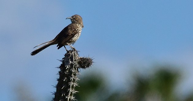 Gray Thrasher