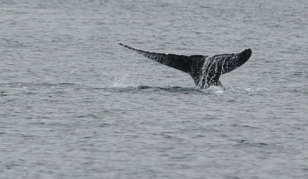 Gray Whale