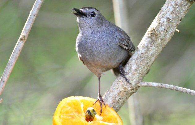 Gray Catbird