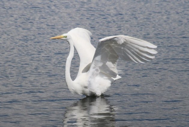 great egret 1