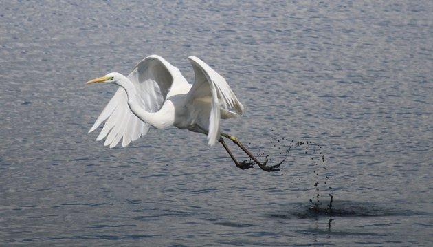 great egret 2