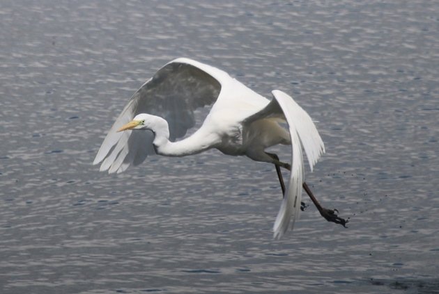 great egret 3