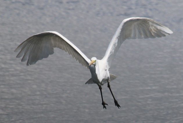 great egret 5