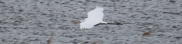 great egret