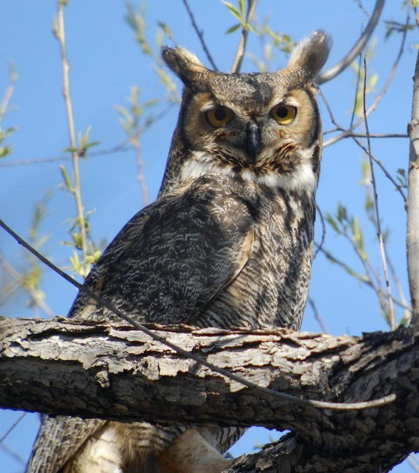 great horned owl