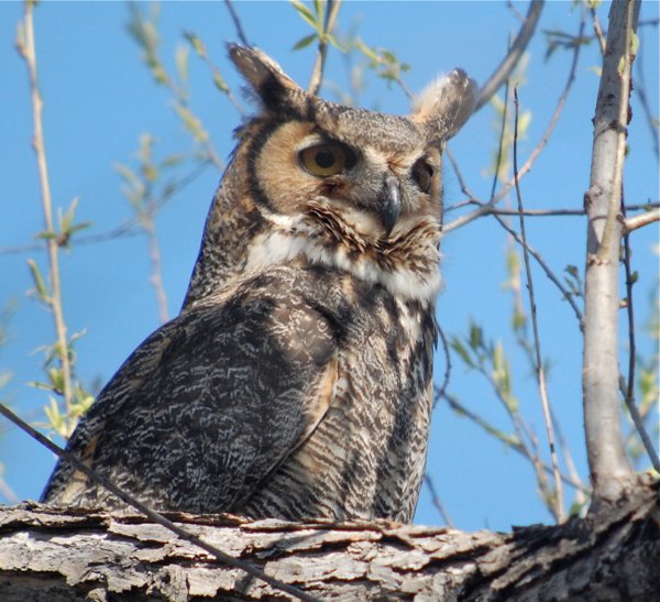 great horned owl oblivious