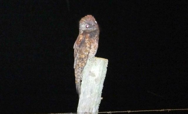 great potoo