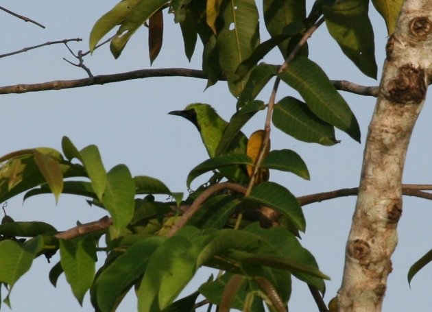 greater leafbird 2