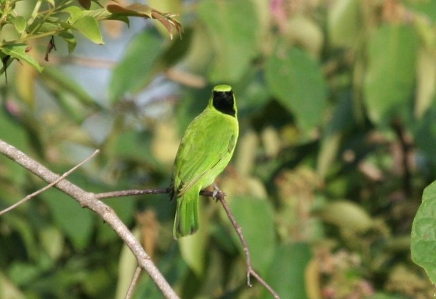 greater leafbird