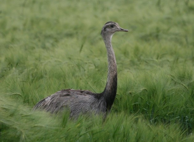 greater rhea 1