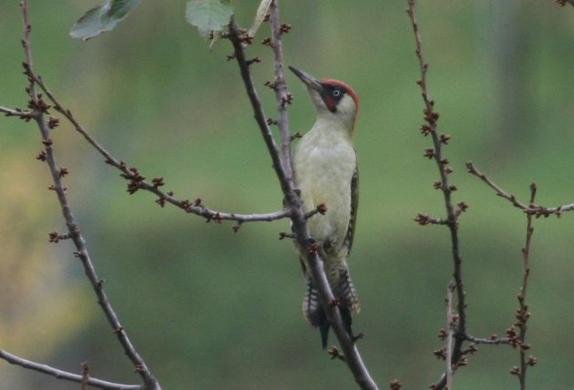 green woodpecker 1