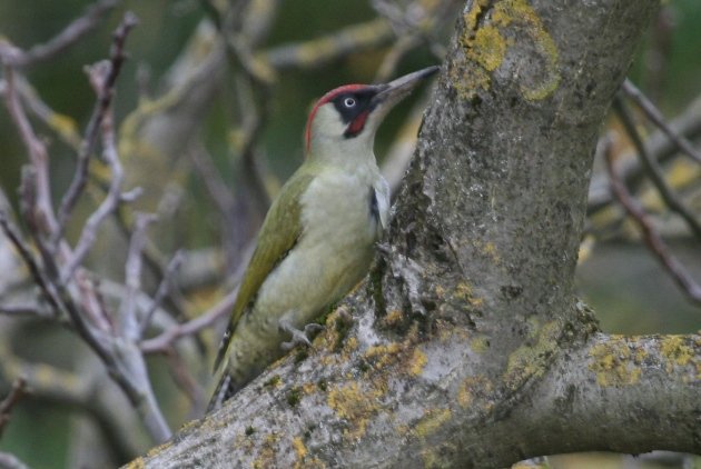 green woodpecker 3