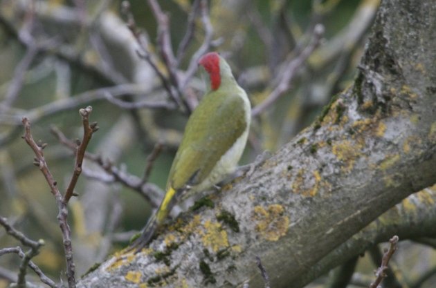 green woodpecker 4