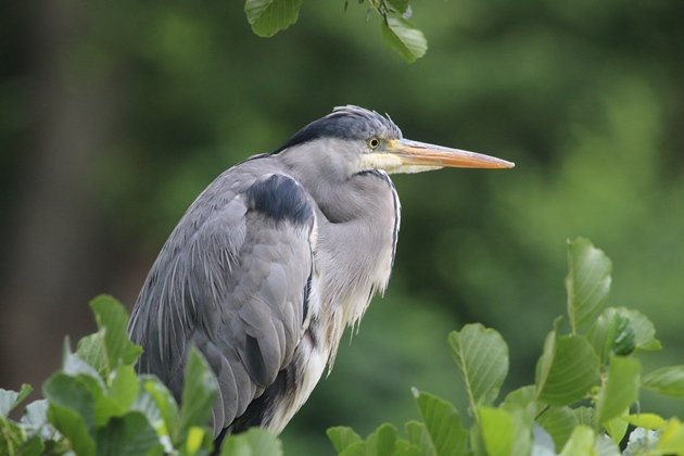 grey heron