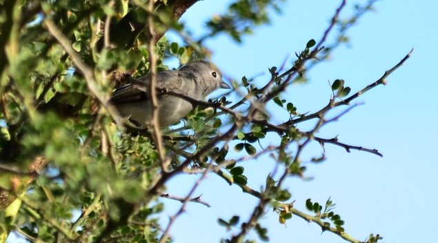 Gray Vireo