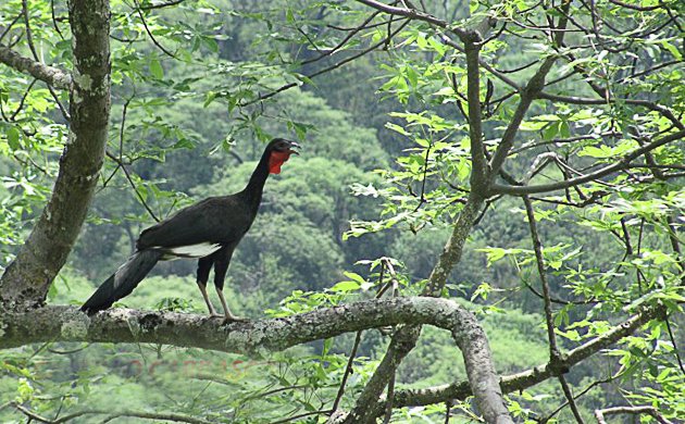 White Winged Guan - Adam Castillo