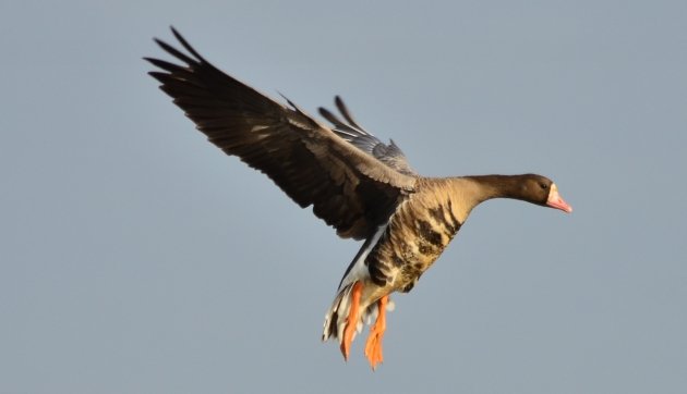 Greater White-fronted Goose