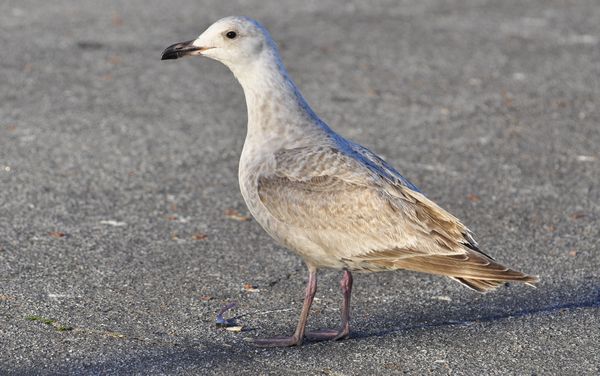 Glaucous-winged X Herring Gull