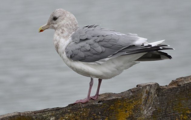 Glaucous-winged X Herring Gull