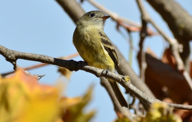 Hammond's Flycatcher