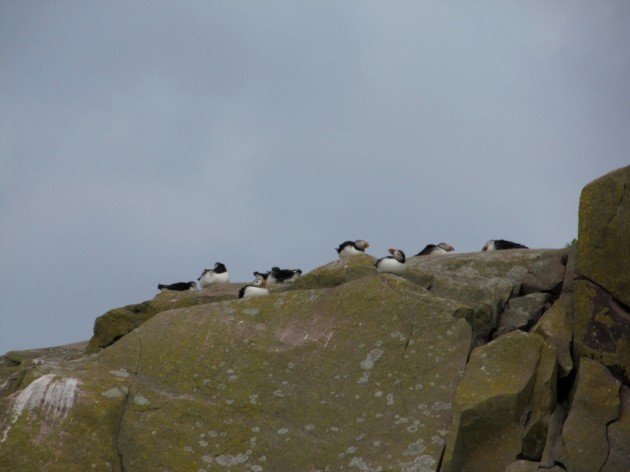 Happy puffins