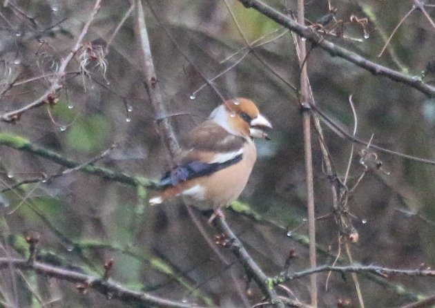 hawfinch 2