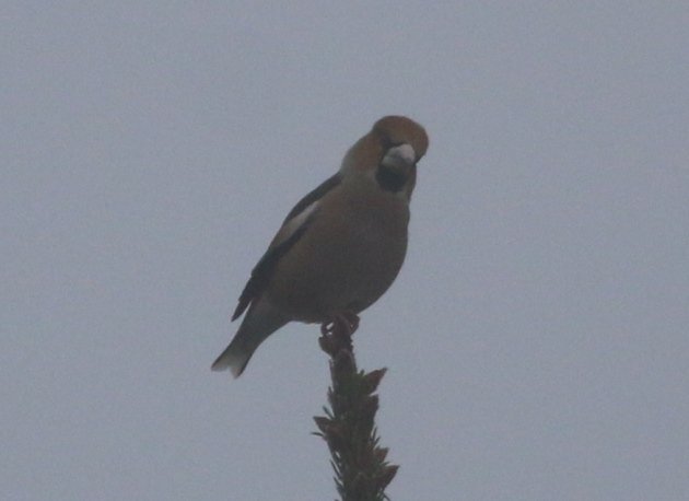 hawfinch