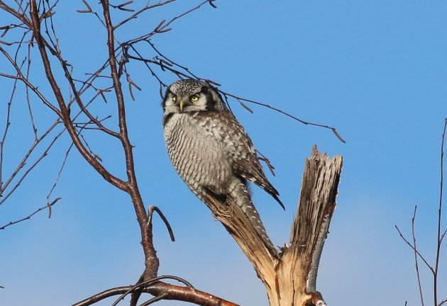 hawk owl 3