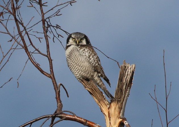 hawk owl 4