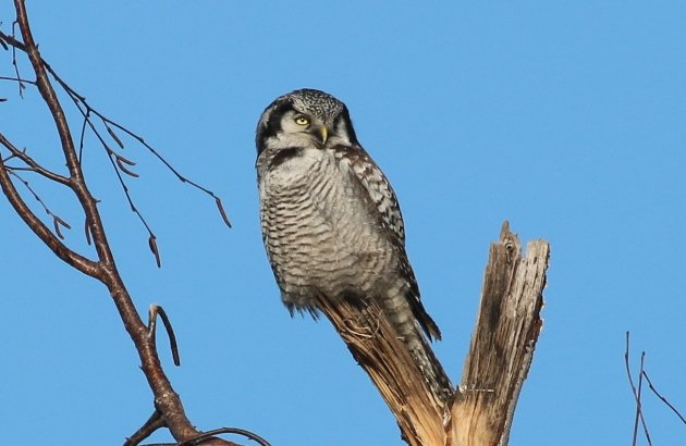 hawk owl 5
