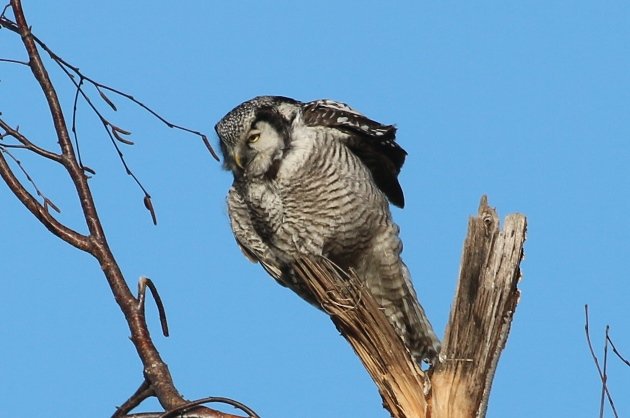 hawk owl 7