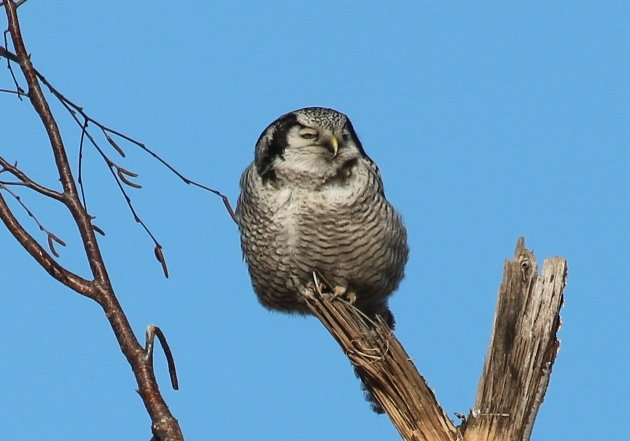 hawk owl 8