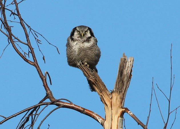 hawk owl 9